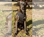 Small Photo #1 Labrador Retriever-Unknown Mix Puppy For Sale in San Diego, CA, USA