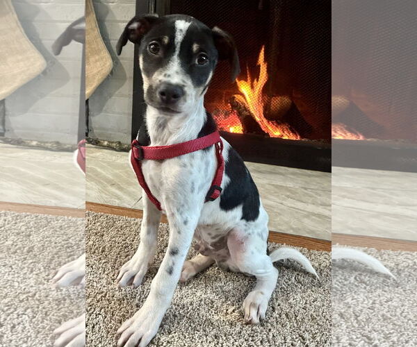 Medium Photo #2 Lab-Pointer Puppy For Sale in Jefferson, NJ, USA