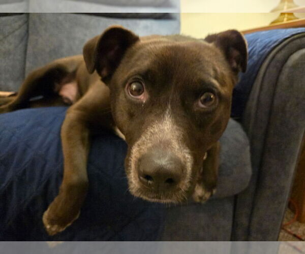 Medium Photo #7 Mutt Puppy For Sale in Mundelein, IL, USA