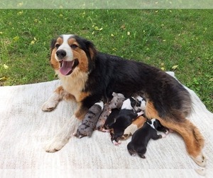 Mother of the Australian Shepherd puppies born on 06/03/2025