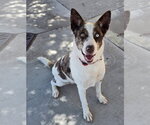 Small Photo #9 Catahoula Leopard Dog-Unknown Mix Puppy For Sale in Lakewood, CO, USA