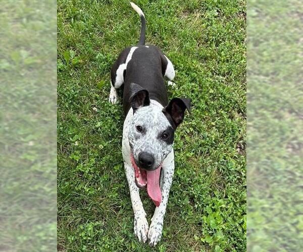 Medium Photo #2 American Pit Bull Terrier-Unknown Mix Puppy For Sale in Decatur, IL, USA