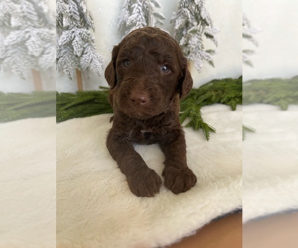 Full screen Photo #1 Goldendoodle Puppy For Sale in JENKS, OK, USA