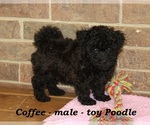 Small #2 Poodle (Toy)
