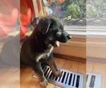 Small Photo #38 German Shepherd Dog Puppy For Sale in UNIVERSITY PL, WA, USA