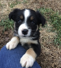 Miniature Australian Shepherd Puppy for sale in TRENTON, GA, USA