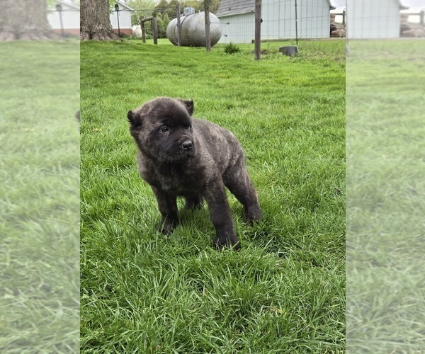 Medium Photo #3 Cane Corso Puppy For Sale in NAPPANEE, IN, USA