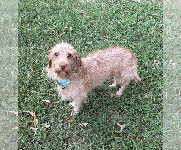 Medium Photo #1 Doxiepoo (Standard) Puppy For Sale in Oakhurst, NJ, USA