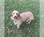 Buddy - No More Applications, Please! - Male Doxiepoo (Standard) Dog for Adoption - Small photo