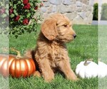 Small Photo #4 Goldendoodle Puppy For Sale in EPHRATA, PA, USA