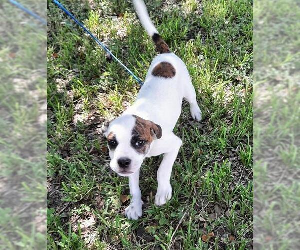 Medium Photo #2 Boston Terrier-Unknown Mix Puppy For Sale in Missouri City, TX, USA