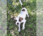 Small #1 Boston Terrier Mix
