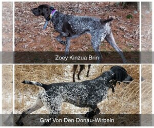 German Shorthaired Pointer Puppy for sale in KENNERDELL, PA, USA