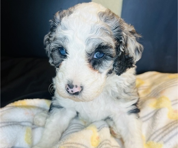 Medium Photo #11 Sheepadoodle Puppy For Sale in HUNTINGTON BEACH, CA, USA