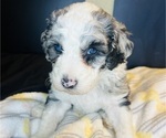 Small #10 Sheepadoodle