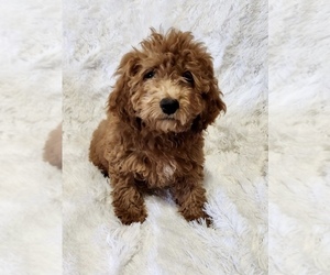 Cockapoo-Poodle (Miniature) Mix Puppy for sale in ROANOKE, IL, USA