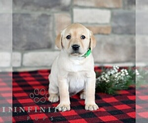 Labrador Retriever Puppy for sale in SELINSGROVE, PA, USA