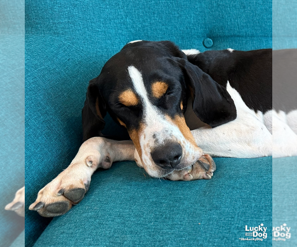 Medium Photo #6 Bluetick Coonhound-Coonhound Mix Puppy For Sale in Washington, DC, USA