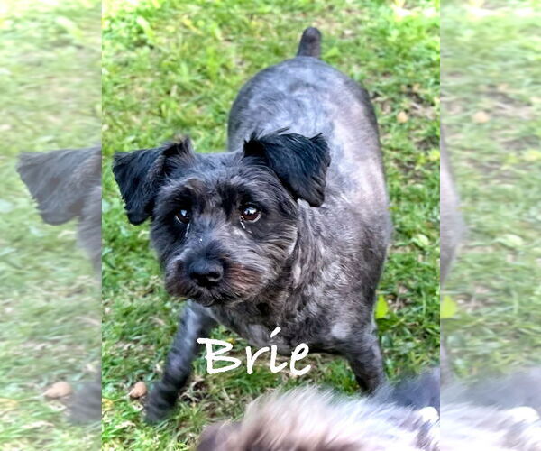 Medium Photo #1 Mutt Puppy For Sale in Estherville, IA, USA