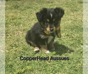 Miniature Australian Shepherd Puppy for sale in ARLINGTON, TX, USA