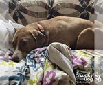 Small #1 Coonhound Mix
