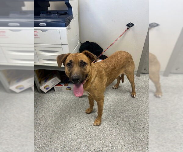 Medium Photo #1 American Pit Bull Terrier-Unknown Mix Puppy For Sale in Pasadena, TX, USA