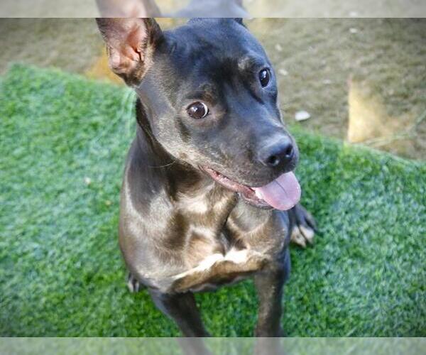 Medium Photo #1 American Staffordshire Terrier Puppy For Sale in Tallahassee, FL, USA