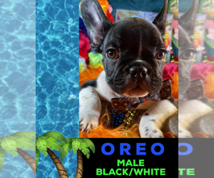 French Bulldog Puppy for sale in HEATHROW, FL, USA