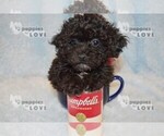 Small Photo #14 Poochon-Poodle (Toy) Mix Puppy For Sale in SANGER, TX, USA