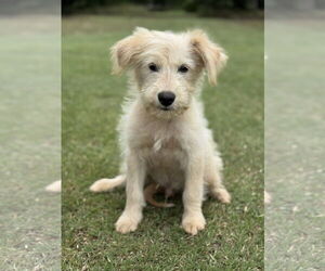 Mutt Dogs for adoption in PIPE CREEK, TX, USA