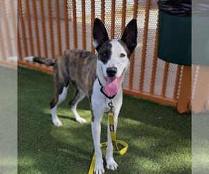 Unknown-Whippet Mix Dogs for adoption in Las Vegas, NV, USA