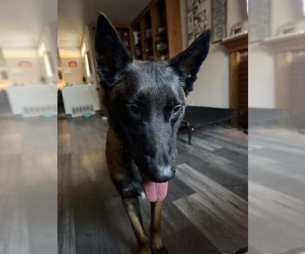 Medium Photo #4 Mutt Puppy For Sale in Imlay City, MI, USA