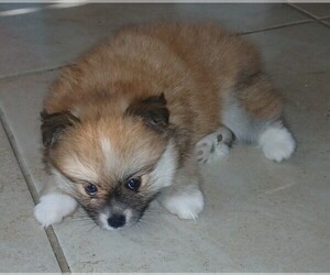 Pomeranian Puppy for sale in VAIL, AZ, USA