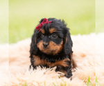 Small #5 Cavapoo (Miniature)