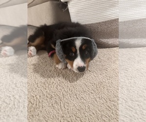 Bernese Mountain Dog Puppy for sale in SHELBYVILLE, IN, USA
