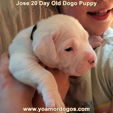 Medium Photo #34 Dogo Argentino Puppy For Sale in PINEVILLE, MO, USA