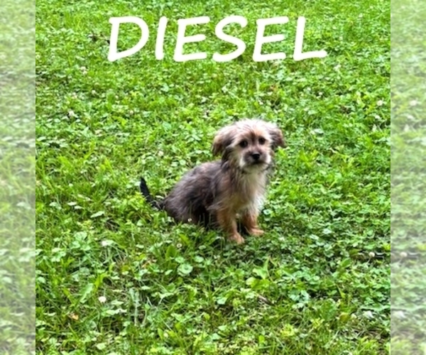 Medium Photo #1 Shorkie Tzu Puppy For Sale in HARTLAND, MN, USA