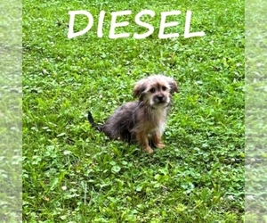 Shorkie Tzu Puppy for sale in HARTLAND, MN, USA