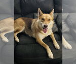 Small #7 Shiba Inu-Siberian Husky Mix