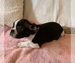Small Photo #10 French Bulldog Puppy For Sale in CHARLESTON, SC, USA