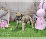 Small #3 Catahoula Leopard Dog