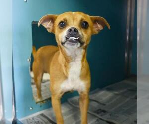 Chihuahua Dogs for adoption in San Antonio, TX, USA