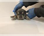 Small #1 American Bully