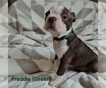 Puppy FREDDIE Htr Gr Boston Terrier