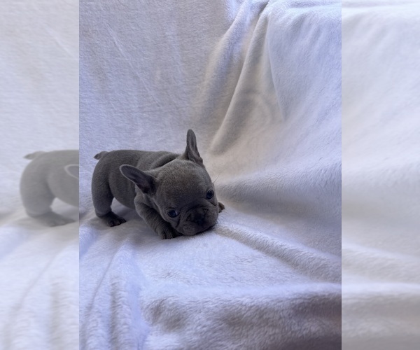 Medium Photo #4 French Bulldog Puppy For Sale in NORTH MYRTLE BEACH, SC, USA