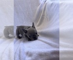 Small Photo #5 French Bulldog Puppy For Sale in NORTH MYRTLE BEACH, SC, USA