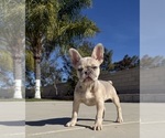 Image preview for Ad Listing. Nickname: Female Frenchie