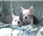Small #13 Boston Terrier