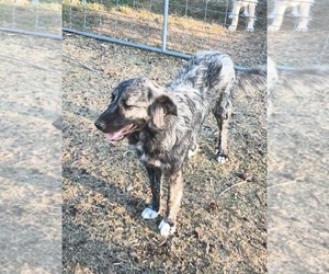 Anatolian Shepherd-Spanish Mastiff Mix Puppy for sale in ELLENSBURG, WA, USA