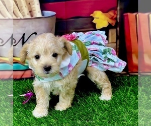 YorkiePoo Dog for Adoption in CASSVILLE, Missouri USA